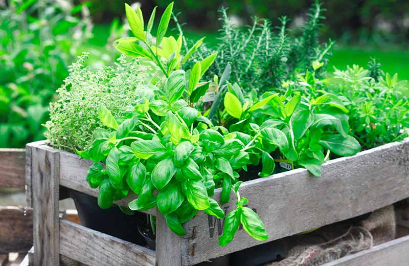 Südtirols erster Biokräuterhof: Der Pflegerhof 